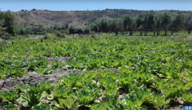 جهة طنجة-تطوان-الحسيمة : توقعات بإنتاج أزيد من 770 ألف طن من الخضروات