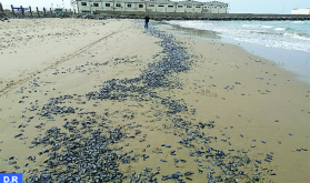 ظهور " قنديل البحر المزيف " في الشواطئ المتوسطية المغربية