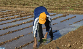 جهة بني ملال خنيفرة: بداية صعبة للموسم الفلاحي مع ندرة التساقطات وتراجع حقينة السدود