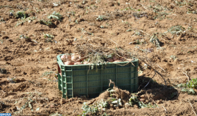 بلدة ملوية بإقليم خنيفرة : باكورة إنتاج البطاطس في المغرب في حاجة لتثمين منتوجاتها عالية الجودة