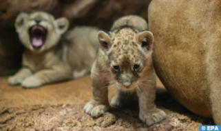 Rabat Zoo Welcomes New Barbary Lion Cub, Open for Visitors Starting Sunday