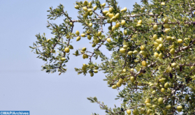 Morocco, UN Celebrate Argan Tree, Symbol of Resilience