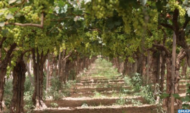 Grape Cultivation Covers 13,000 Ha in El-Jadida and Sidi Bennour Provinces