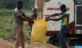 IFC, OCP Africa Join Efforts to Strengthen Rice Sectors in Côte d'Ivoire and Millet in Senegal