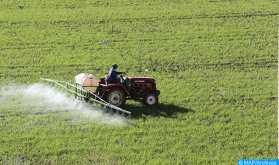 Actividad agrícola: la producción continúa y cubre ampliamente las necesidades de consumo (Ministerio)