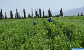 Marruecos y El Salvador examinan cómo desarrollar la cooperación agrícola