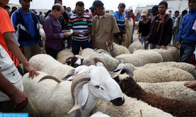 Covid-19/Eid Al Adha: Cerrados siete zocos de ganado por incumplimiento de las medidas sanitarias (comunicado conjunto)