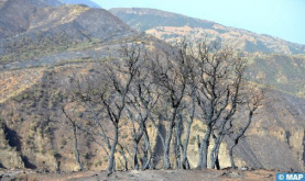 Totalmente controlado el incendio del bosque de Maghraua (oficial)