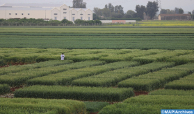 Innovación agrícola: la experiencia marroquí destacada en Roma