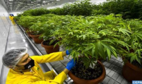 Cultivo de cannabis: el Indulto Real, un gesto de Alta Solicitud y un punto de inflexión decisivo para el desarrollo del sector (Experto)