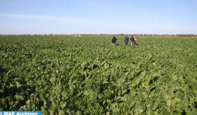 Campaña agrícola 2022/2023: Aumento del 62% de la producción prevista de cereales a 55,1 Mqx (Ministerio)