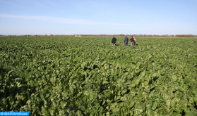 Buen comienzo de la campaña agrícola 2022-2023 gracias a las últimas precipitaciones (DEPF)