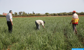 Celebrado el diálogo regional para África sobre los sistemas alimentarios     