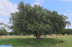 Marruecos/ONU: Comienza la celebración en Agadir de la segunda edición del Día Internacional del Árbol de Argán