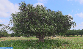 Marruecos y las Naciones Unidas celebrarán el Día Internacional del Árbol de Argán el 10 de mayo en Nueva York