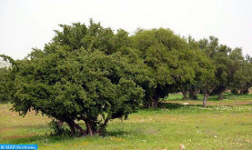 El árbol del argán, árbol endémico de Marruecos, en el centro de la atención de la AG de la ONU