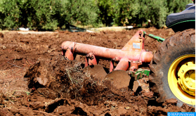 Campaña agrícola 2020/2021: Agricultura lanza un programa de rotación de cultivos de otoño sobre 5,8 millones Ha