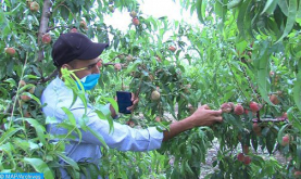 Tormenta de granizo en la región de Fez-Mequínez: Programadas varias medidas para apoyar a los agricultores afectados