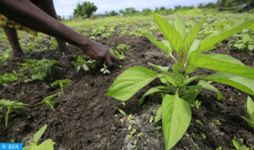 OCP África y el BID se unen para impulsar el cultivo de arroz en Costa de Marfil