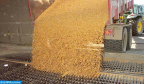 ANP: Aumentan las importaciones de cereales a 3,5 MT a finales de abril