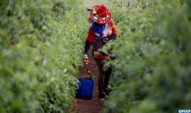 Productos agrícolas: buenas perspectivas para la campaña de exportación (Ministerio)