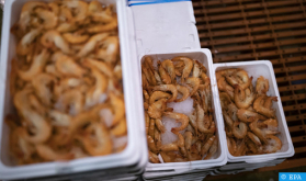 Escasez de camarones pelados en los supermercados belgas debido al confinamiento en Marruecos