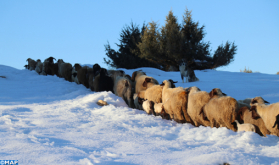 Boletín especial: Nevadas del miércoles al viernes en varias provincias del Reino