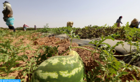 Cultivo de sandías en Marruecos: las semillas utilizadas no son modificadas genéticamente (ONSSA)