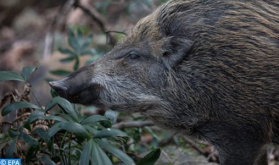 El Departamento de Aguas y Bosques niega el contenido de fotos y vídeos que muestran jabalíes "invadiendo las ciudades del Reino"