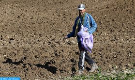 Campaña agrícola 2019-2020: Lanzamiento del procedimiento de indemnización de los agricultores de las zonas siniestradas