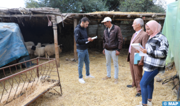 Lancement à Taounate de l'opération de recensement général du cheptel national 2024