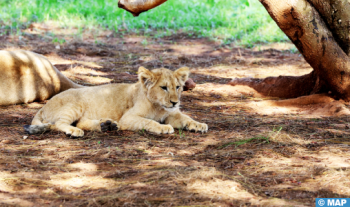 Azaghar, le nouveau lionceau de l'Atlas, s'intègre parfaitement dans son groupe (Vétérinaire au Jardin Zoologique de Rabat)