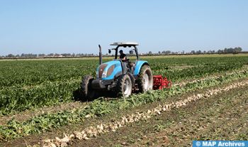 Région de Doukkala : La Campagne betteravière 2024-2025 démarre dans l'optimisme