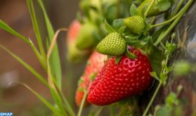 Le secteur des fruits rouges a besoin de "reconnaissance et d’encouragement" (Comader)