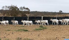 Agadir: réintroduction d'un groupe d'addax au Parc national Souss Massa