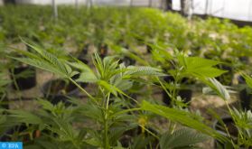 La culture licite du cannabis, un levier de développement structurant et porteur de nouvelles perspectives au profit des agriculteurs locaux (Responsable)