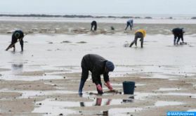 Levée de l'interdiction sur le ramassage et la commercialisation des coquillages au niveau des circonscriptions maritimes de Safi et d'El Jadida