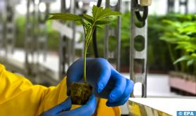 Culture du cannabis : Les bénéficiaires de la Grâce Royale à Taounate retrouvent le goût de la liberté