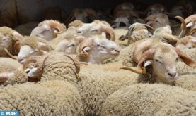 Aid Al-Adha: La race ovine jaune très prisée dans la province de Khouribga