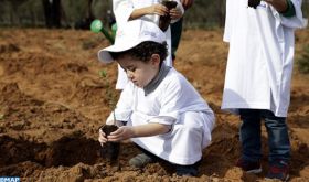 Journée nationale de l’arbre : un appel à la préservation d'un allié du climat