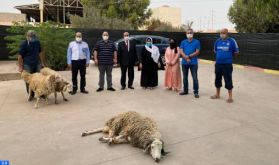 Agadir: La famille de la justice partage la joie de l'Aid avec les personnes en situation de vulnérabilité