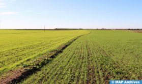 Souss-Massa: perspectives prometteuses de la saison agricole 2023-2024