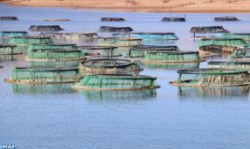 Au barrage Ahmed El Hansali, la pisciculture endure après des mois de pandémie et des années de sécheresse