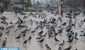 "La place des pigeons" de Casablanca, un héritage historique et un lieu touristique toujours très prisé