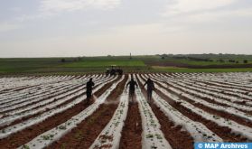 Kénitra: plus de 4.700 agriculteurs bénéficient d'un projet de reconversion en irrigation localisée