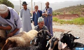 Al Haouz: l’appui au secteur agricole s’accélère