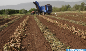 Gharb : 286.000 T de betterave, malgré le stress hydrique