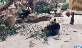 Chengdu, à l'avant-garde de la sauvegarde du panda géant
