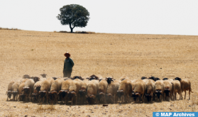 Les éleveurs du Moyen Atlas perpétuent la tradition de la race Timahdit pour l'Aïd Al Adha