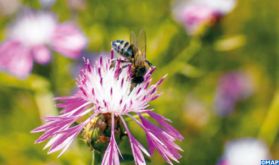 Les abeilles, ces travailleuses inconfinables!